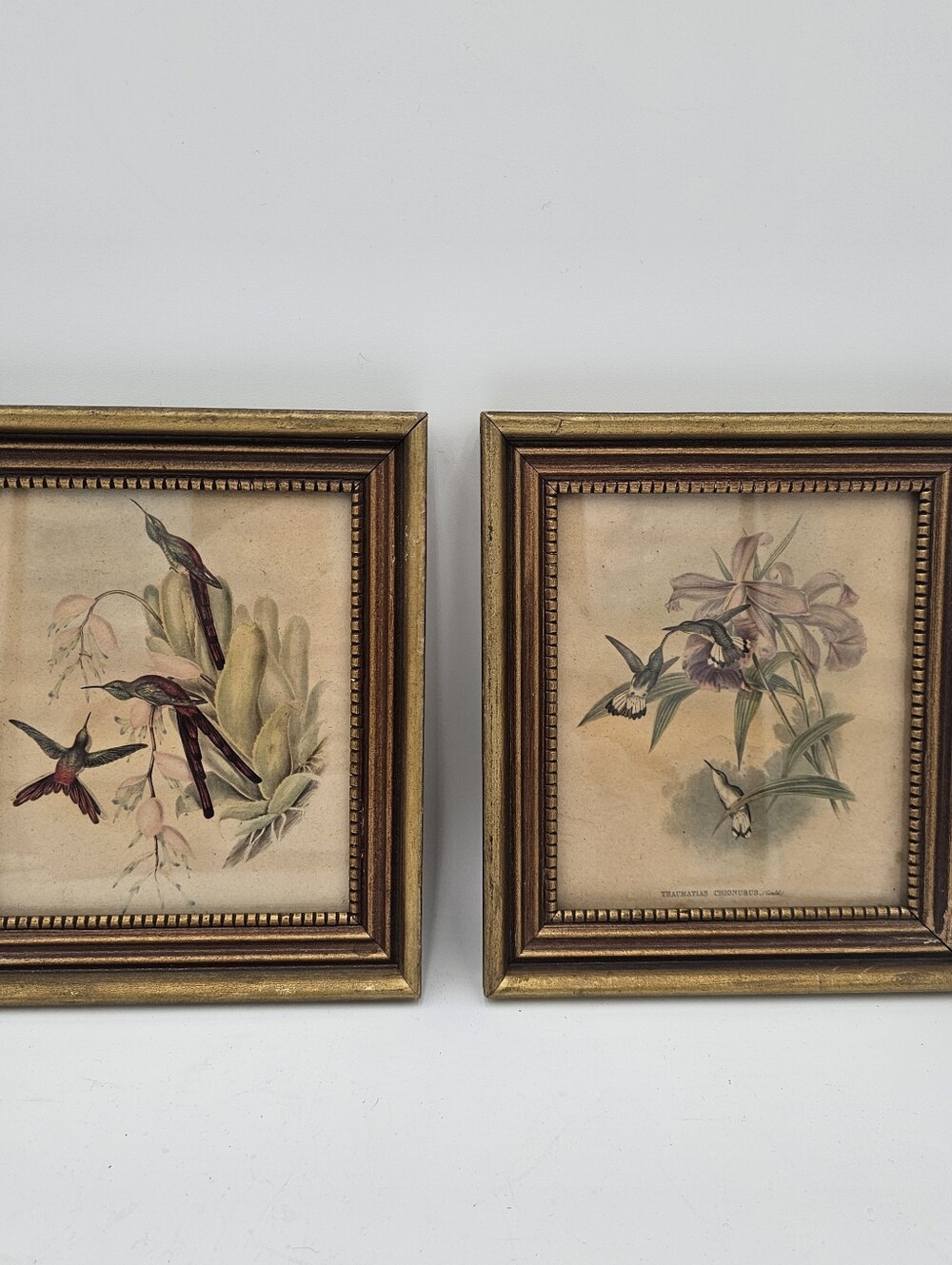 Pair of John Gould Hummingbird Lithograph Prints — Vintage Framed Set (2)